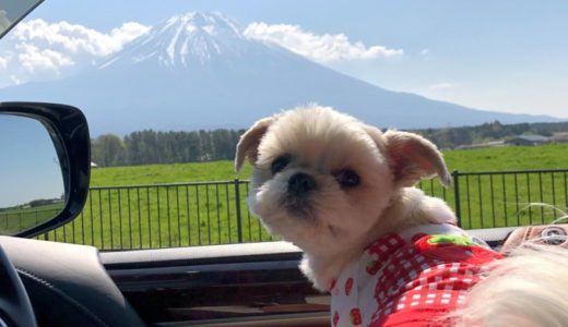 「富士山」と「山中湖」へおでかけ！愛犬とドライブ！
